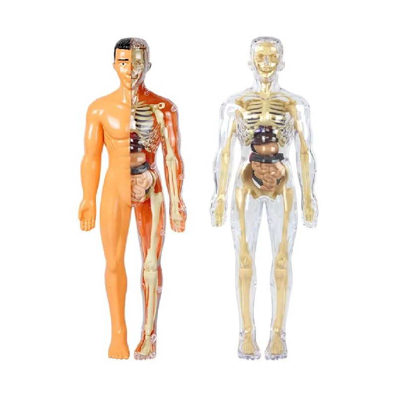 Human Body M1 – IBMC EduHub